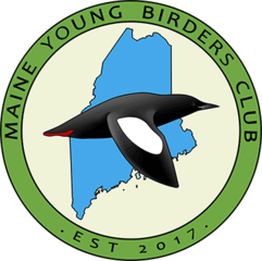 maineyoungbirdersclub